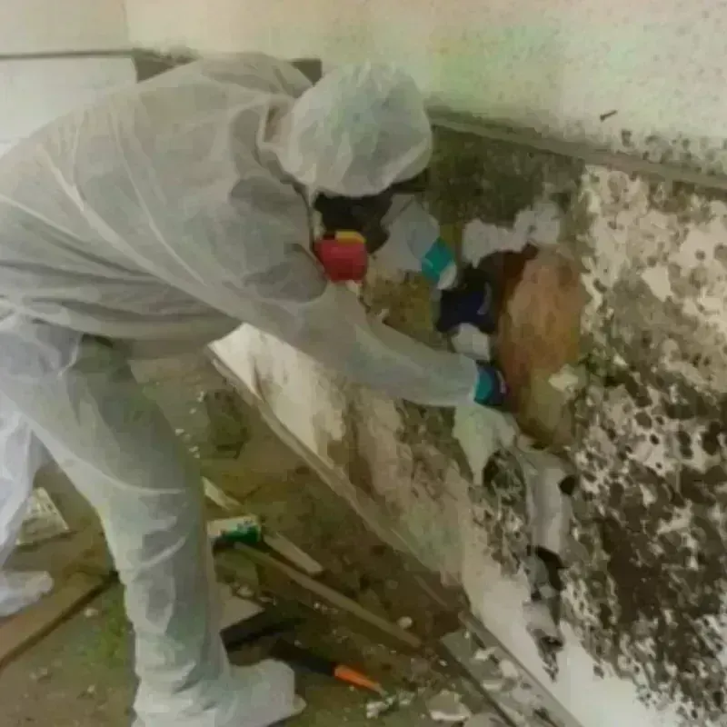 Mold Remediation and Removal in Ehrenberg, AZ